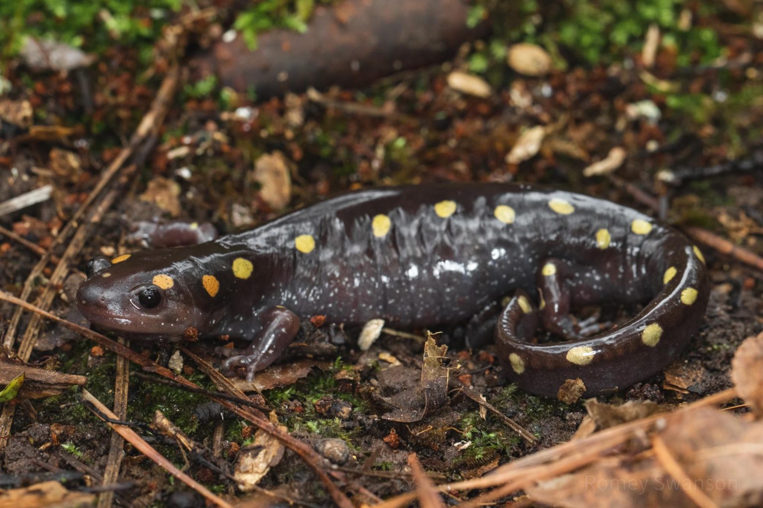 Secretive Salamanders of East Texas (Part 1) - Modern Texas Naturalist