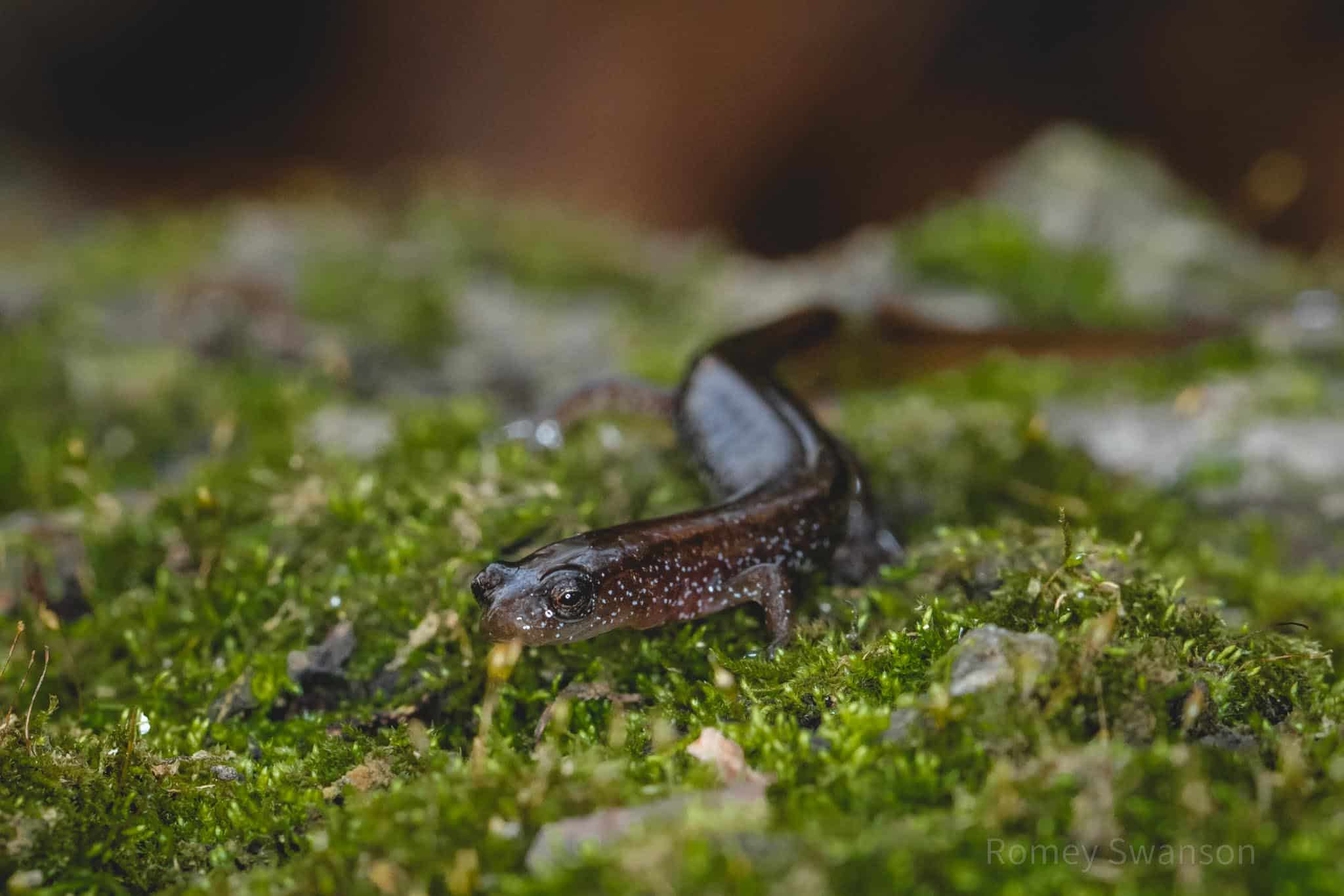 Secretive Salamanders Of East Texas Part 1 Modern Texas Naturalist